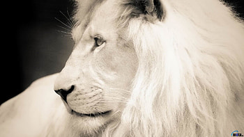 White Lion Backgrounds 1920Ã1080 White Lion | Adorable HD wallpaper